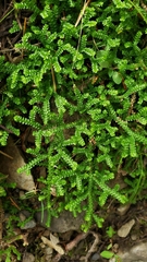 Selaginella douglasii
