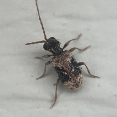 Ptinus texanus