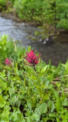 Castilleja parviflora oreopola