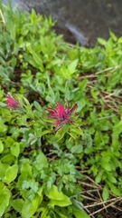 Castilleja parviflora oreopola