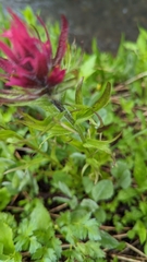 Castilleja parviflora oreopola