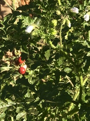 Solanum sisymbriifolium