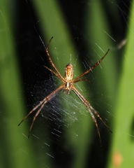 Argiope trifasciata
