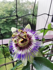 Passiflora caerulea