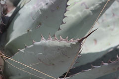 Agave flexispina