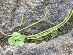 Peperomia polycephala