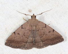 Zanclognatha dentata