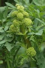 Prionosciadium thapsoides