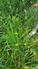 Carex folliculata