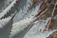 Agave flexispina