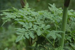 Prionosciadium thapsoides