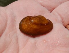 Hamiota perovalis