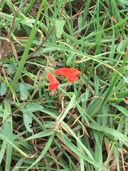 Salvia oppositiflora