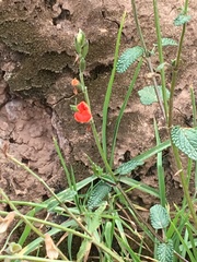 Salvia oppositiflora