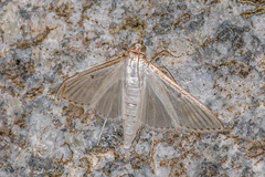 Cydalima diaphanalis