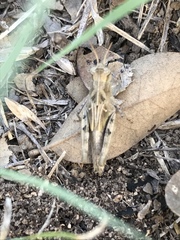 Encoptolophus costalis