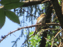 Emberiza rustica