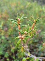 Rhododendron tomentosum