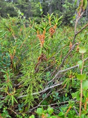 Rhododendron tomentosum