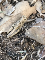 Encoptolophus costalis