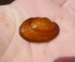 Hamiota perovalis