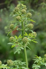 Prionosciadium thapsoides