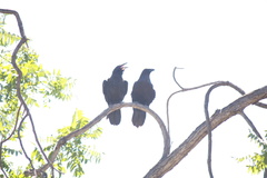Corvus corax