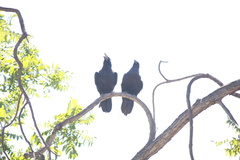Corvus corax
