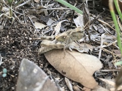 Encoptolophus costalis