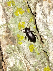 Strongylium terminatum