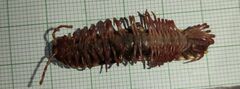 Chondrodesmini