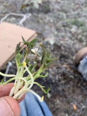 Jarilla heterophylla