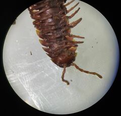 Chondrodesmini