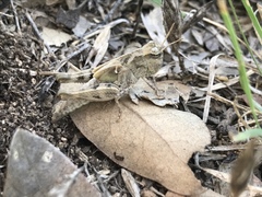 Encoptolophus costalis