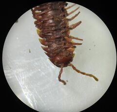 Chondrodesmini