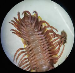Chondrodesmini
