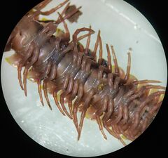 Chondrodesmini