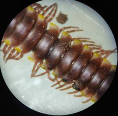 Chondrodesmini