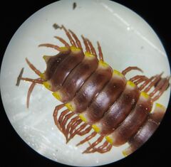 Chondrodesmini