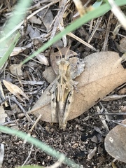 Encoptolophus costalis