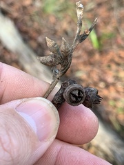 Eucalyptus notabilis