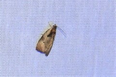 Olethreutes punctanum