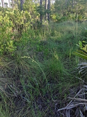 Asclepias viridula