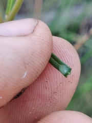 Asclepias viridula