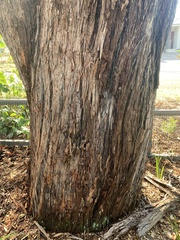 Eucalyptus notabilis