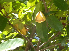 Annona montana