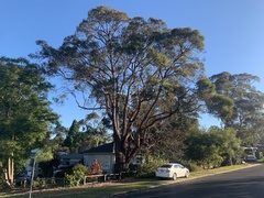 Eucalyptus notabilis