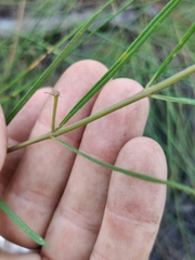 Asclepias viridula