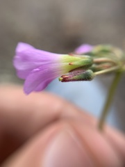Oxalis magnifica