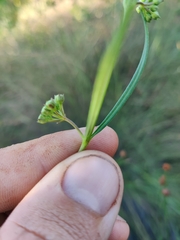 Asclepias viridula